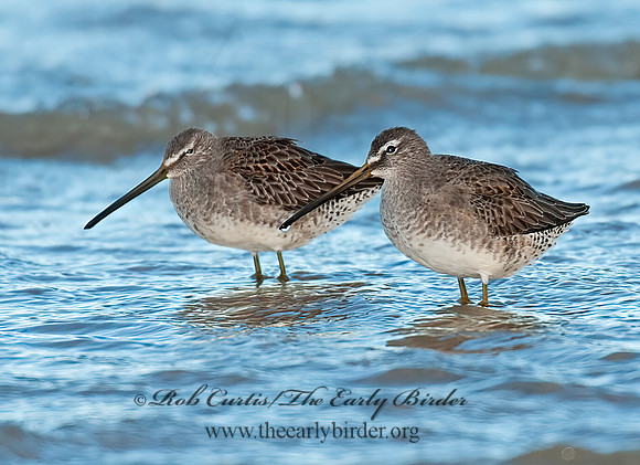 Limnodromus scolopaceus  LONG-BILLED DOWITCHER 3004754z