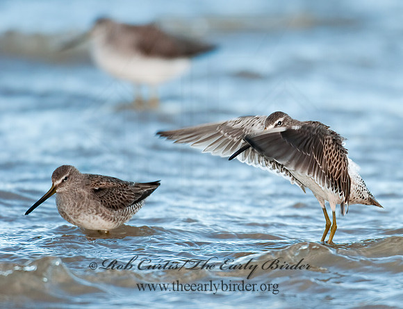 Limnodromus scolopaceus  LONG-BILLED DOWITCHER 3004745z