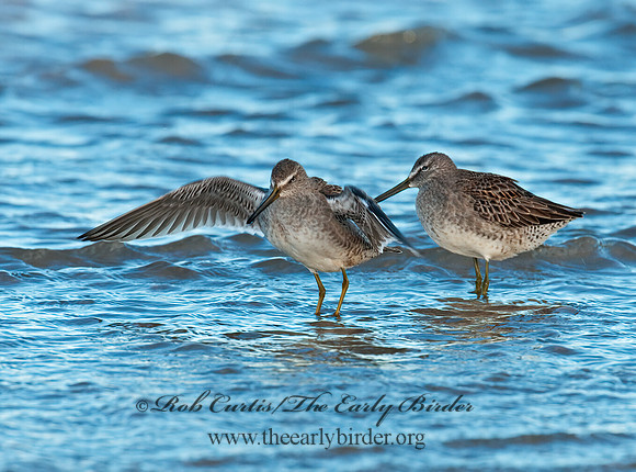Limnodromus scolopaceus  LONG-BILLED DOWITCHER 3004757z
