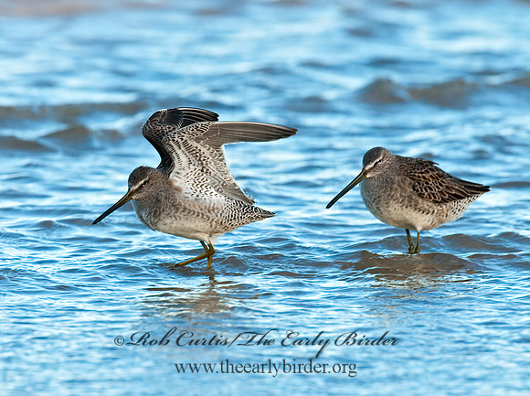 Limnodromus scolopaceus  LONG-BILLED DOWITCHER 3004759z