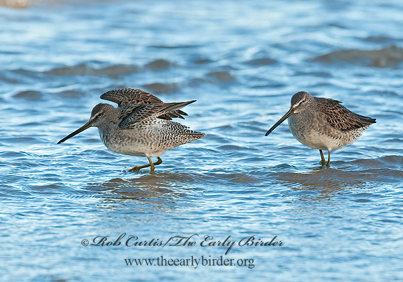 Limnodromus scolopaceus  LONG-BILLED DOWITCHER 3004760z