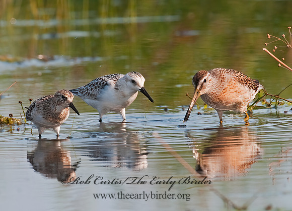 Limnodromus scolopaceus  LONG-BILLED DOWITCHER 3009655z