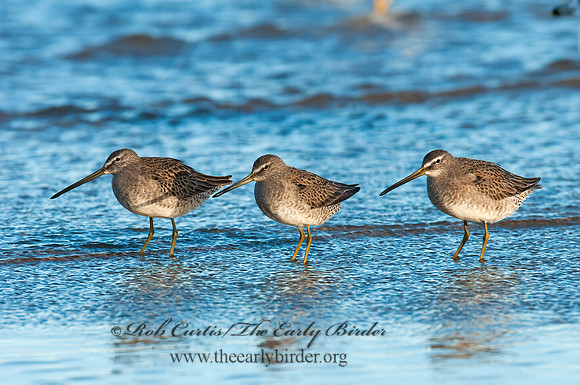 Limnodromus scolopaceus  LONG-BILLED DOWITCHER 3004781z