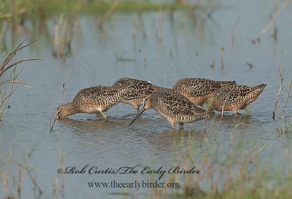 Limnodromus scolopaceus  LONG-BILLED DOWITCHER 7003122z