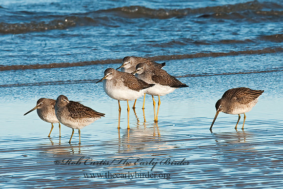 Limnodromus scolopaceus  LONG-BILLED DOWITCHER 3004790z