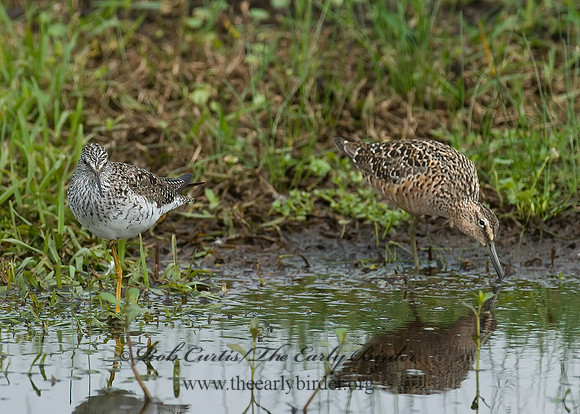 Limnodromus scolopaceus  LONG-BILLED DOWITCHER 7004208 Sz