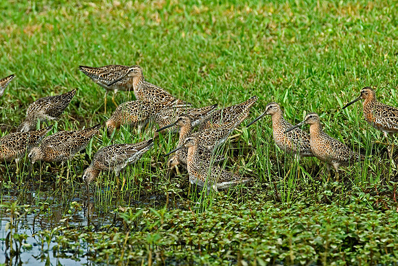 Limnodromus scolopaceus  LONG-BILLED DOWITCHER 7004180z