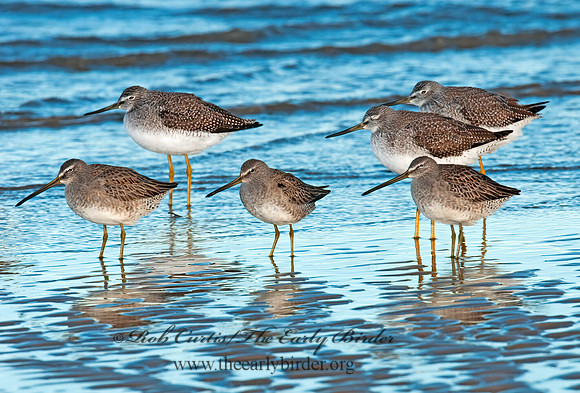 Limnodromus scolopaceus  LONG-BILLED DOWITCHER 3004776z