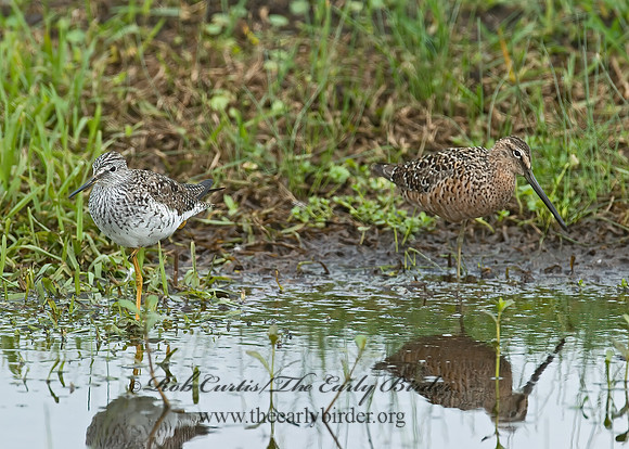 Limnodromus scolopaceus  LONG-BILLED DOWITCHER 7004210z
