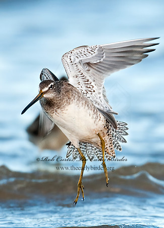 Limnodromus scolopaceus  LONG-BILLED DOWITCHER 3004737z