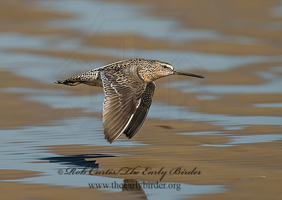 Limnodromus scolopaceus  LONG-BILLED DOWITCHER 7003631z