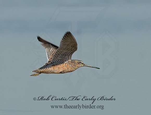 Limnodromus scolopaceus  LONG-BILLED DOWITCHER 7003632z