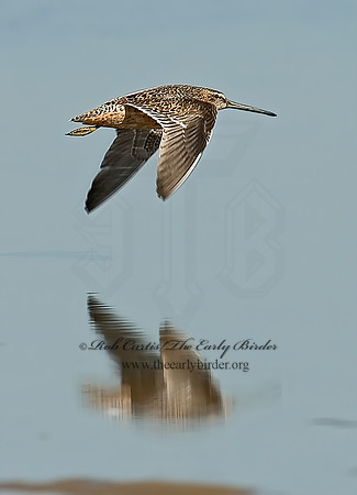Limnodromus scolopaceus  LONG-BILLED DOWITCHER 7003633z