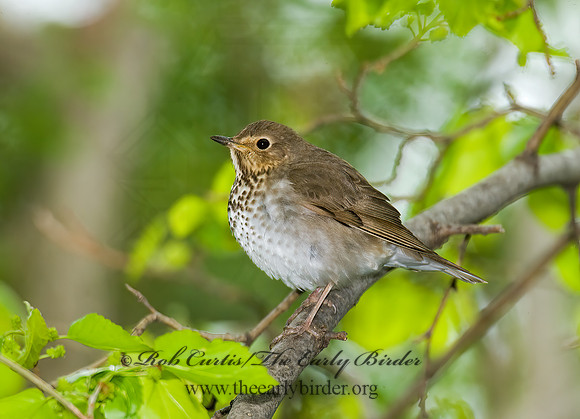 Catharus ustulatus  SWAINSON'S THRUSH 8013727z