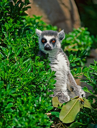 Lemur catta  RING-TAILED LEMUR 126613z