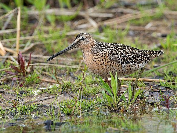 Limnodromus griseus  SHORT-BILLED DOWITCHER 9037989z