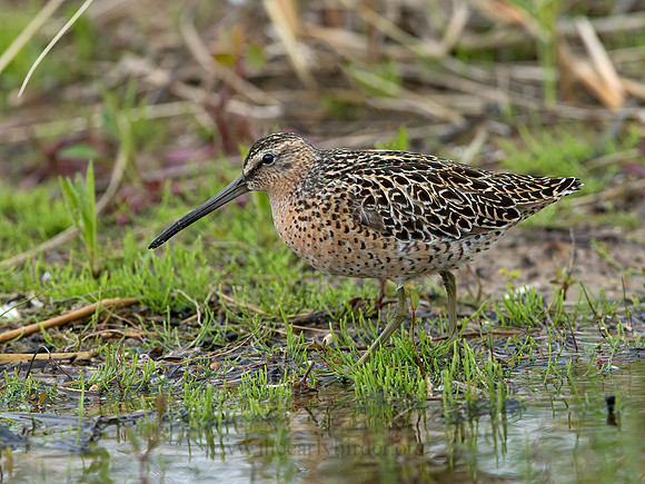 Limnodromus griseus  SHORT-BILLED DOWITCHER 9037993z