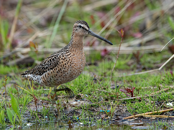 Limnodromus griseus  SHORT-BILLED DOWITCHER 9038001z