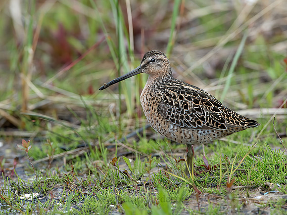 Limnodromus griseus  SHORT-BILLED DOWITCHER 9038009z