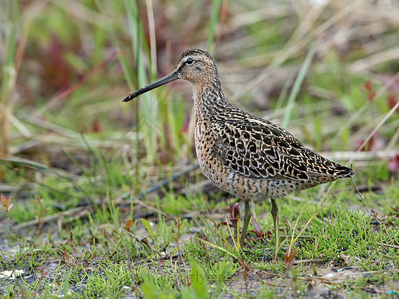 Limnodromus griseus  SHORT-BILLED DOWITCHER 9038007z
