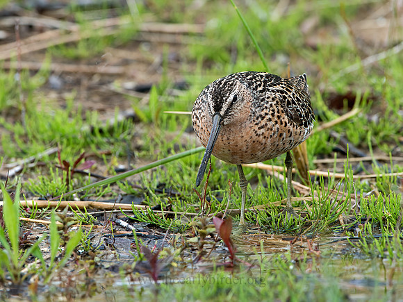 Limnodromus griseus  SHORT-BILLED DOWITCHER 9037987z