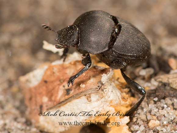Melanocanthon nigricornis  DELTOCHILINI DUNG BEETLE 9041052