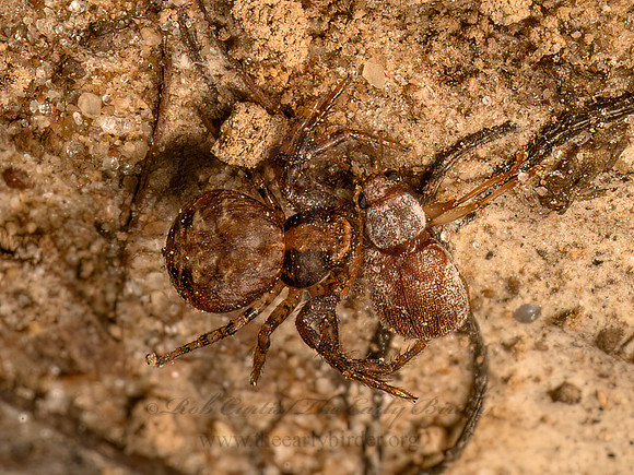 Xysticus GROUND CRAB SPIDER 9080891z