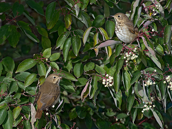 Catharus guttatus  HERMIT THRUSH 9015613z