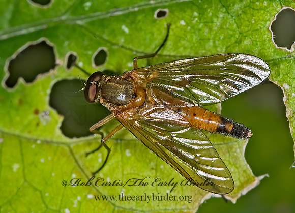 Rhagio tringarius  MARSH SNIPE FLY 6009978z