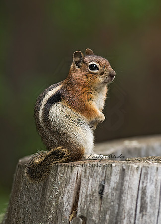 Callospermophilus lateralis  GOLDEN MANTLED SQUIRREL 6027601z