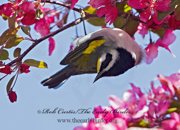 Vermivora chyrsoptera  GOLDEN-WINGED WARBLER 9030042z