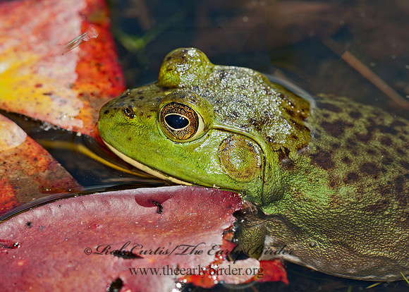 Lithobates catesbeianus  AMERICAN BULLFROG 8034457 z