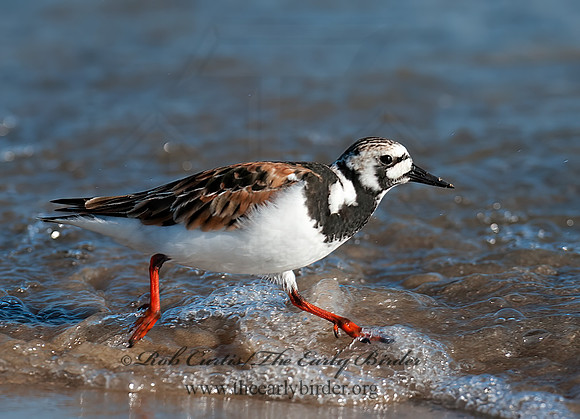 Arenaria interpres  RUDDY TURNSTONE 8035743z