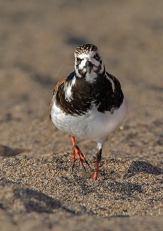 Arenaria interpres  RUDDY TURNSTONE 6006122z