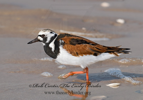 Arenaria interpres  RUDDY TURNSTONE 6022410z