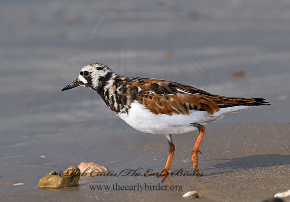 Arenaria interpres  RUDDY TURNSTONE 6022375z