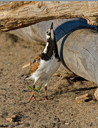 Arenaria interpres  RUDDY TURNSTONE 6006120z