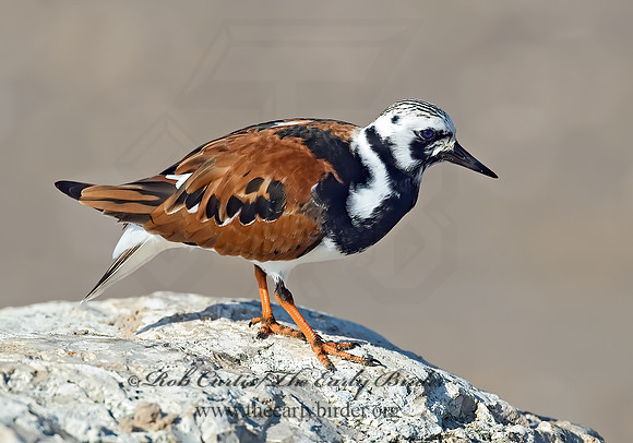 Arenaria interpres  RUDDY TURNSTONE 7003814z