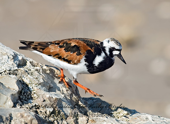 Arenaria interpres  RUDDY TURNSTONE 7003818z