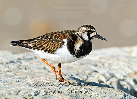 Arenaria interpres  RUDDY TURNSTONE 7003819z