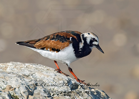 Arenaria interpres  RUDDY TURNSTONE 7003824z