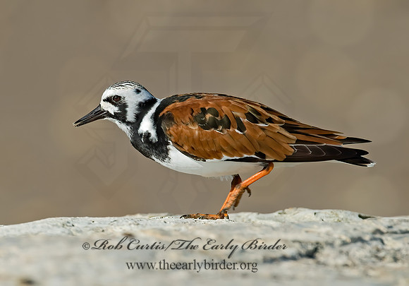 Arenaria interpres  RUDDY TURNSTONE 7003830z