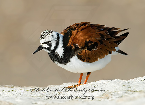 Arenaria interpres  RUDDY TURNSTONE 7003835z