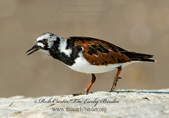 Arenaria interpres  RUDDY TURNSTONE 7003837z