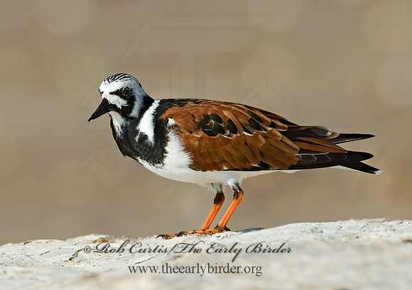 Arenaria interpres  RUDDY TURNSTONE 7003839z