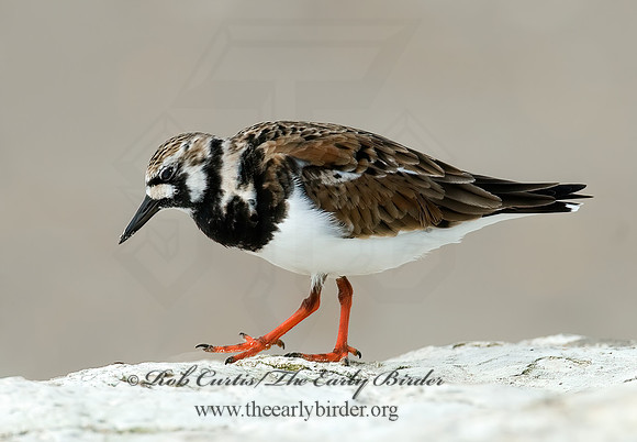 Arenaria interpres  RUDDY TURNSTONE 7003845z