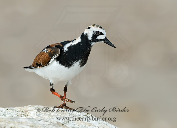 Arenaria interpres  RUDDY TURNSTONE 7003846z