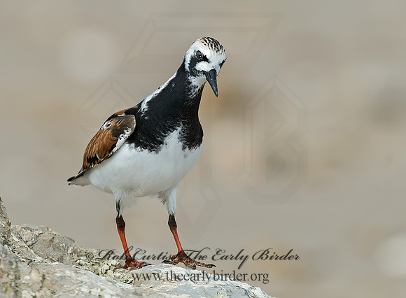 Arenaria interpres  RUDDY TURNSTONE 7003848z
