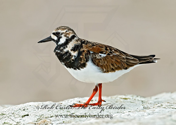 Arenaria interpres  RUDDY TURNSTONE 7003853z