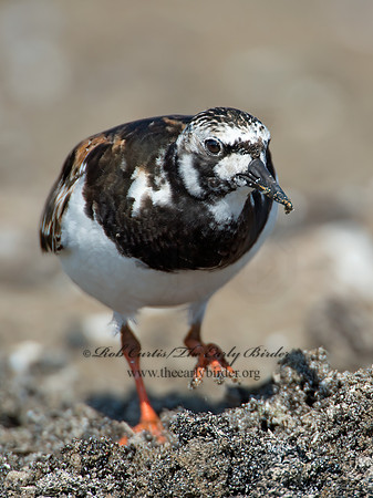 Arenaria interpres  RUDDY TURNSTONE 9003324z